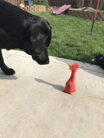 IMG_0662-e1538561604282-338x450