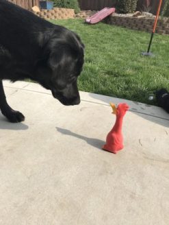 IMG_0662-e1538561604282-338x450